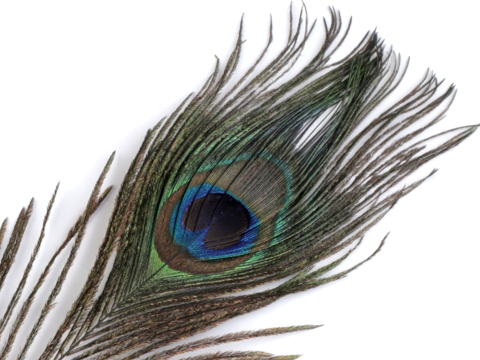 Peacock Feather 20-30 cm  (1 pcs/pack)