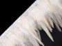 Feather Trim with Rooster Feathers, width 12 cm (5 meters/pack) - 5