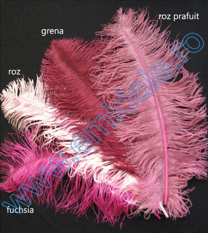Pana Decorativa Strut, lungime: 30-40 cm  (1 bucata) - 3