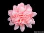 Textile flowers, Ø45 mm (10 pieces / package) Code: 390980 - 3